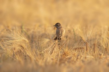 Dişi bir taşkakan (Saxicola rubicola) buğday tarlasının kulaklarında oturur ve böcek arar.