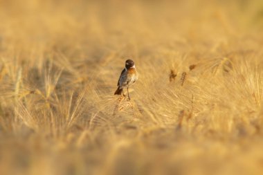 Bir Stonechat (Saxicola rubicola) buğday tarlasının kulaklarında oturur ve böcekleri arar.