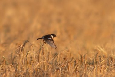 Bir erkek taşkakan (Saxicola rubicola) buğday tarlasında böcek aramak için uçar.