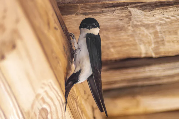 a house martin (Delichon urbicum) hangs on a wooden beam and begins to build a nest