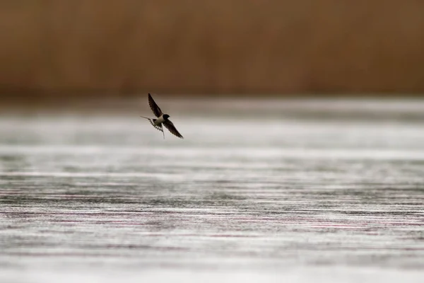 삼키기 Hirundo Rustica 곤충을 호수를 날아갑니다 — 스톡 사진