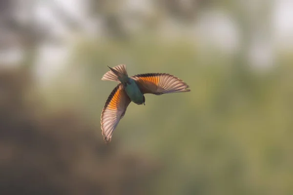 一只五彩斑斓的食蜂者 Merops Apiaster 在空中飞来飞去寻找昆虫 — 图库照片