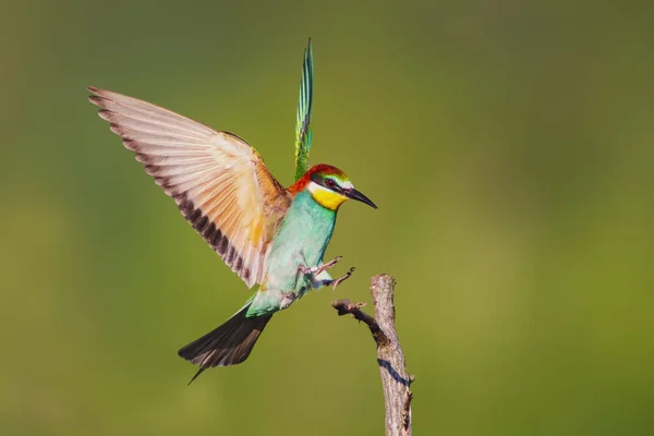 Colorido Abejero Merops Apiaster Aterrizando Una Rama — Foto de Stock