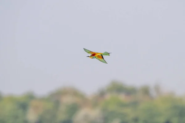 곤충을 사냥을 다채로운 Merops Apiaster — 스톡 사진