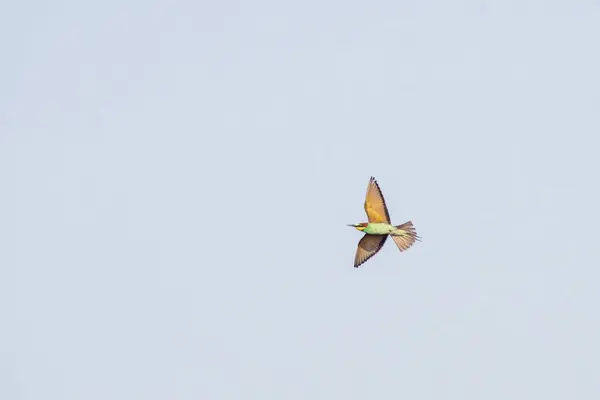 Ένας Πολύχρωμος Μελισσοφάγος Merops Apiaster Πετάει Στον Αέρα Κυνηγώντας Έντομα — Φωτογραφία Αρχείου