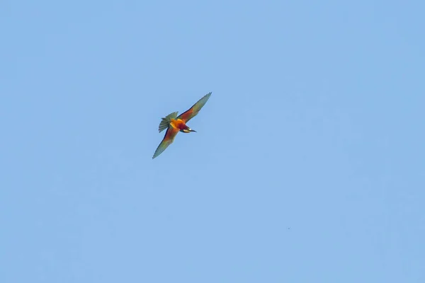 Renkli Bir Arı Yiyici Merops Apiaster Böcek Avlamak Için Havada — Stok fotoğraf