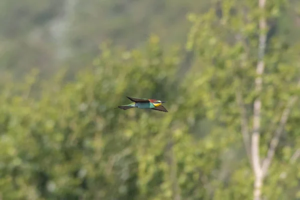 곤충을 사냥을 다채로운 Merops Apiaster — 스톡 사진