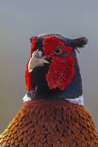 a head portrait of a pheasant cock (Phasianus colchicus)