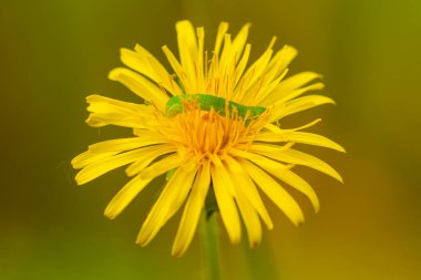 Küçük yeşil tırtıl, bir karahindibanın sarı çiçeğinin içinde sürünür.