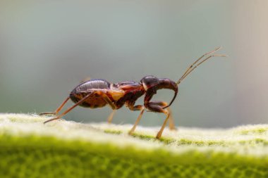 Küçük hanım böceğinin larvası yeşil bir yaprağın üzerinde oturur.