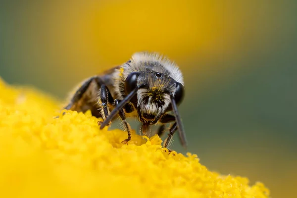 Пчела Сидит Цветке Собирает Пыльцу Нектар — стоковое фото