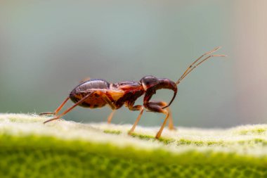 Küçük hanım böceğinin larvası yeşil bir yaprağın üzerinde oturur.