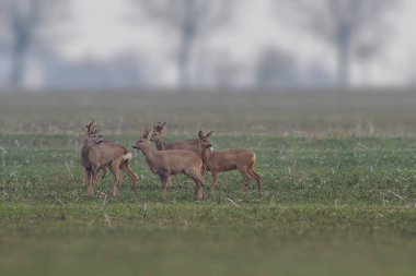 Bir Roe geyik sürüsü (Capreolus capreolus) hasat edilmiş bir tarlada durur.