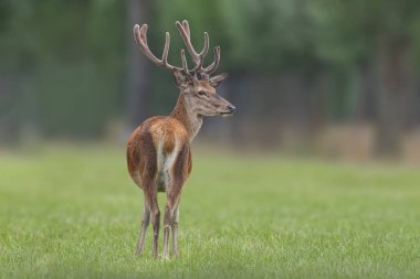 Büyük boynuzlu bir geyik (Cervus elaphus) bir çayırda durur.
