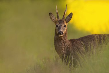 Bir Roe geyiği geyiği (Capreolus capreolus) yeşil bir çayırda durur ve yer.