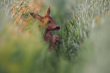 Bir Roe geyik dişi geyiği (Capreolus capreolus) buğday tarlasında bir geyik yavrusuyla durur.