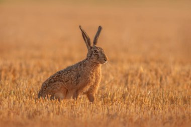 Avrupa tavşanı (Lepus europaeus) hasat edilmiş bir sakal tarlasında bulunur.