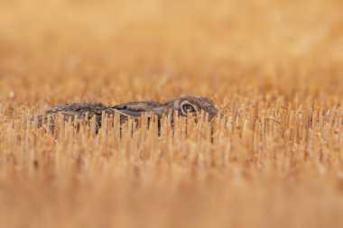 hasat edilmiş bir sakal tarlasında saklanan bir Avrupa Tavşanı (Lepus europaeus)