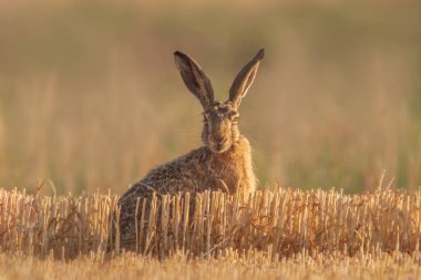 Avrupa tavşanı (Lepus europaeus) hasat edilmiş bir sakal tarlasında bulunur.