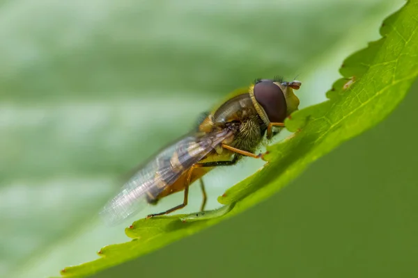 Hover Fly Sits Green Leaf — Stock Photo, Image