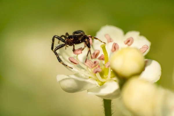 crab spider hides in a flower and waits for prey