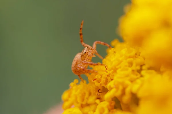 Yellow Pumpkin Spider Camouflages Itself Yellow Blooming Flower — Stock Photo, Image