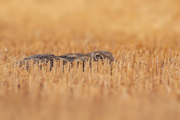 European Hare Lepus Europaeus Hiding Harvested Stubble Field — Stock Photo, Image