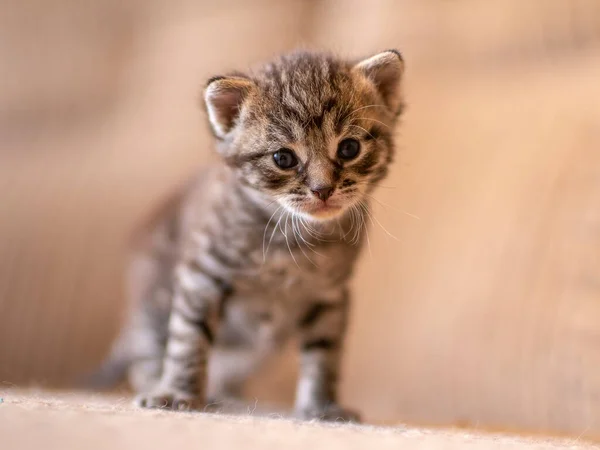 Młody Kot Paski Domowe Felis Catus Wygląda Uroczo — Zdjęcie stockowe