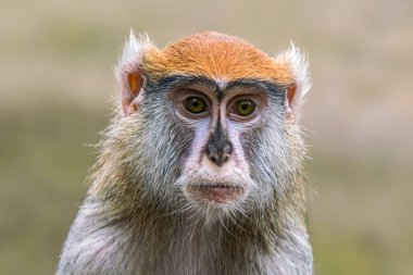 Yetişkin bir Barbar Makakka (Macaca sylvanus) çok ilginç görünüyor.