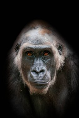 Yetişkin bir dişi gorilin portresi.