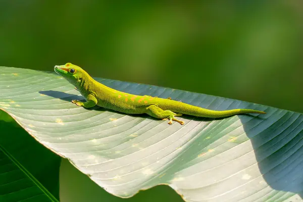 一只绿色的蜥蜴坐在一片大叶子上晒太阳 — 图库照片