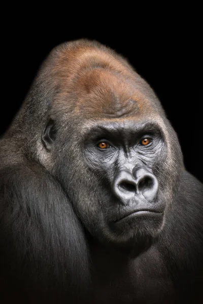 a portrait of an adult male gorilla