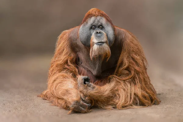 Ein Erwachsener Männlicher Orang Utan Pongo Pygmaeus Sitzt Auf Dem — Stockfoto