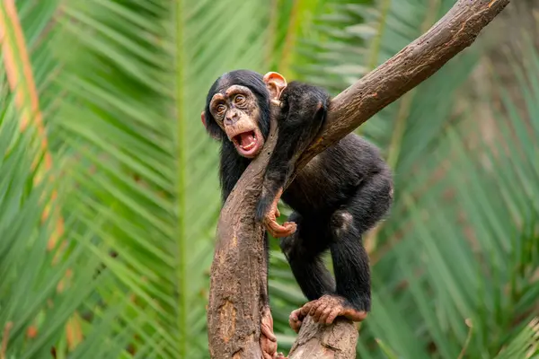 a young chimpanzee (Pan paniscus) stands on a tree and observes the surroundings very curiously