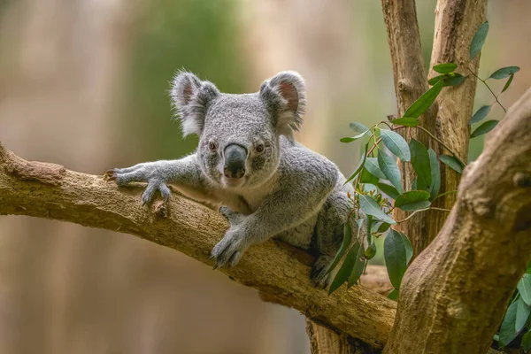a Koala bear (Phascolarctos cinereus) sits relaxed on a branch of a tree and looks very curious