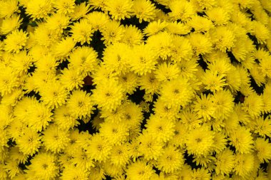 Bir buket sarı, küçük kasımpatı. Fotoğraf doğal ışıklandırma koşulları altında çekildi..