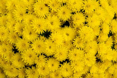 Bir buket sarı, küçük kasımpatı. Fotoğraf doğal ışıklandırma koşulları altında çekildi..