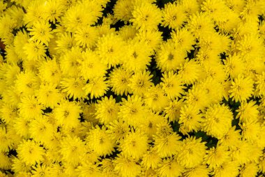 Bir buket sarı, küçük kasımpatı. Fotoğraf doğal ışıklandırma koşulları altında çekildi..