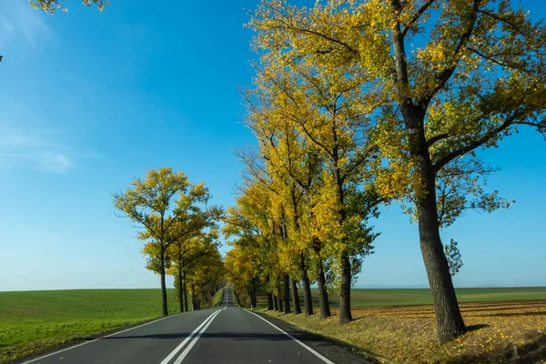 stock image Beautiful road with autumn trees with golden leaves. Perfect blue sky. The photo was taken on a sunny day from a car while driving.