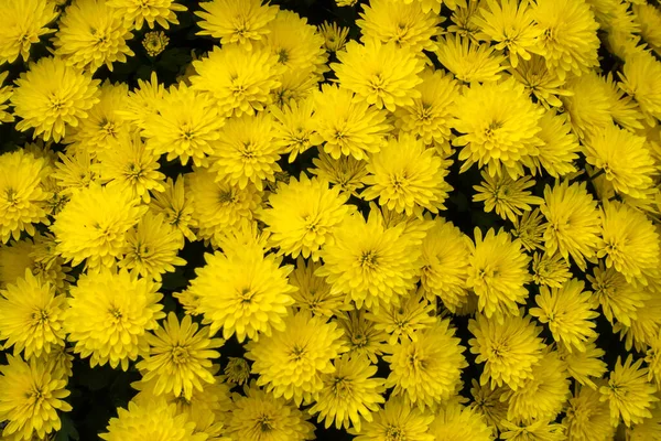 一束黄色的小菊花 这张照片是在自然光下拍摄的 — 图库照片