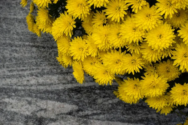 Букет Жёлтых Крошечных Хризантем Фотография Сделана Естественных Условиях Освещения — стоковое фото