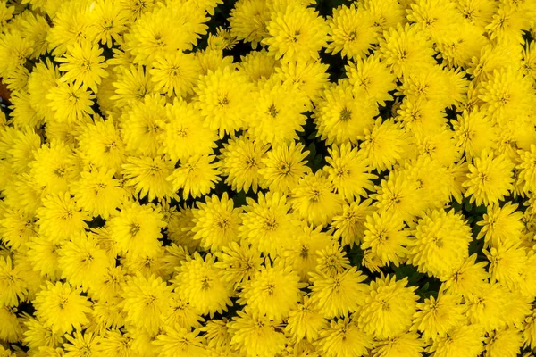 Ramo Crisantemos Amarillos Diminutos Foto Fue Tomada Condiciones Iluminación Natural — Foto de Stock
