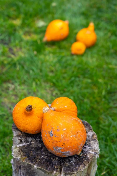 Plusieurs Citrouilles Orange Sur Herbe Verte Humeurs Automnales Dans Nutrition — Photo