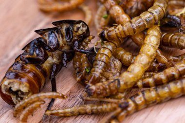 Kızarmış ahşap kurtçuklar, yemek solucanları ve tahta kesme tahtasında hamamböceği. Beslenme düzeninde protein kaynağı olarak kızarmış böcekler..