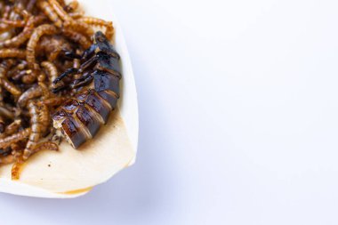 Kızarmış ahşap kurtçuklar, solucanlar ve hamamböceği beyaz arka planda tahta tepside. Beslenme düzeninde protein kaynağı olarak kızarmış böcekler..