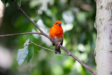 Ormanın dalındaki kırmızı köpüklü kuş. Madagaskar doğal ormanlarındaki kuşlar.