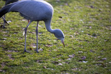 Mavi turnalar yiyecek aramak için çimlerin üzerinde yürüyorlar. Hayvanat bahçesindeki yaralı kuşlar için bir muhafaza.