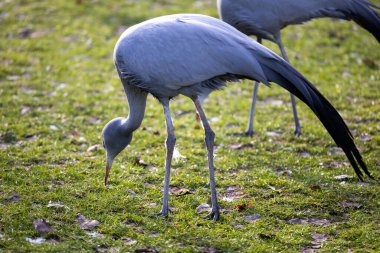Mavi turnalar yiyecek aramak için çimlerin üzerinde yürüyorlar. Hayvanat bahçesindeki yaralı kuşlar için bir muhafaza.