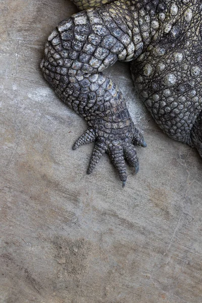Gros Plan Patte Crocodile Reposant Sur Rocher Prédateurs Reproducteurs Dans — Photo