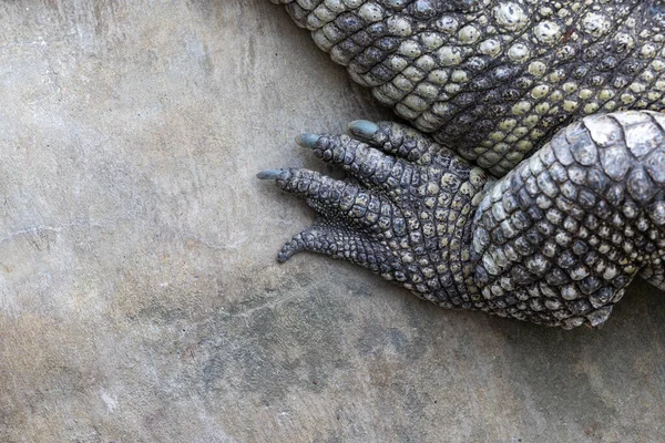Közelkép Egy Krokodil Mancsáról Amint Egy Sziklán Pihen Állatkertekben Tenyésztő — Stock Fotó